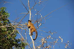 Image of Bearded Capuchin