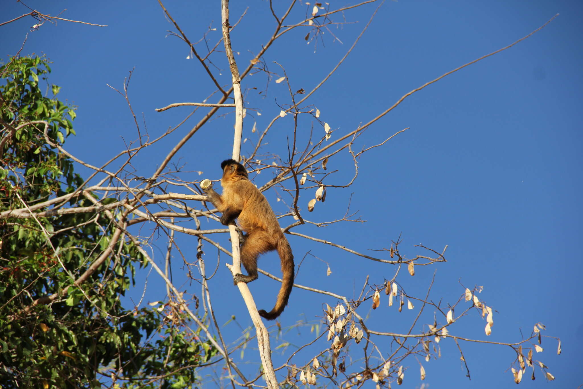 Image of Bearded Capuchin