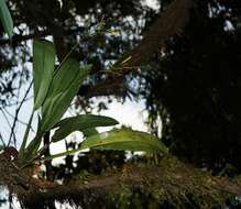 Imagem de Polystachya cultriformis (Thouars) Lindl. ex Spreng.