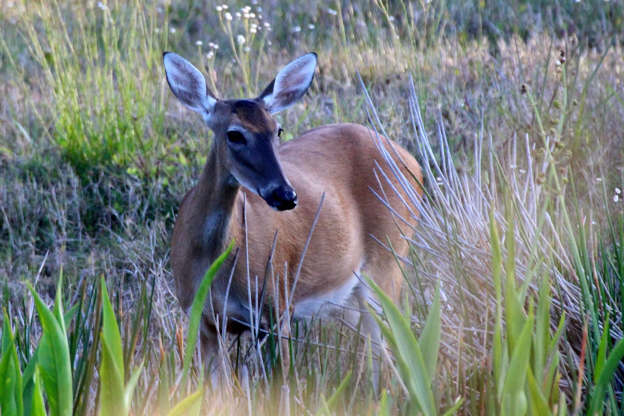 Image of Odocoileus virginianus seminolus Goldman & Kellogg 1940