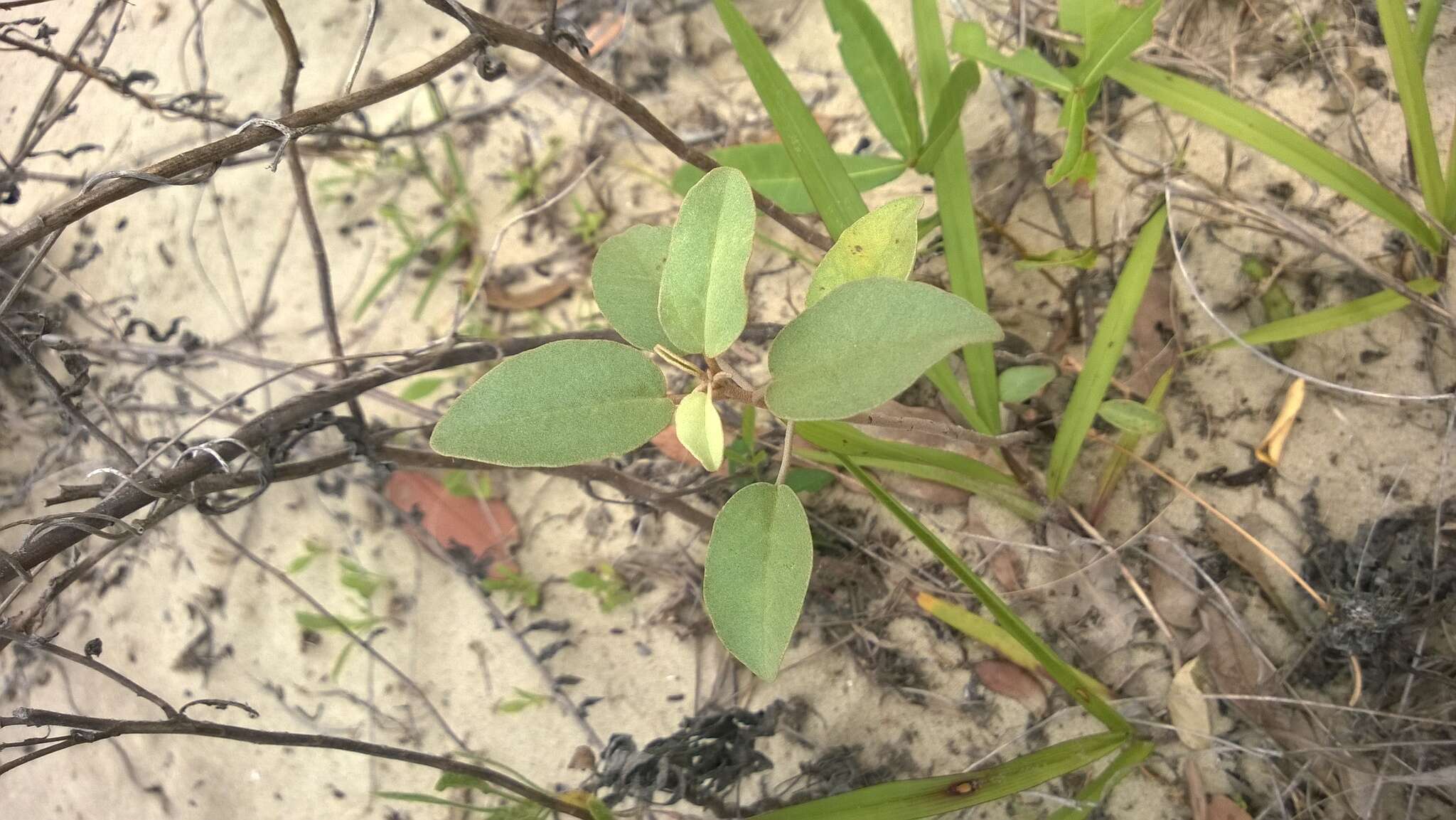 Image of gulf croton