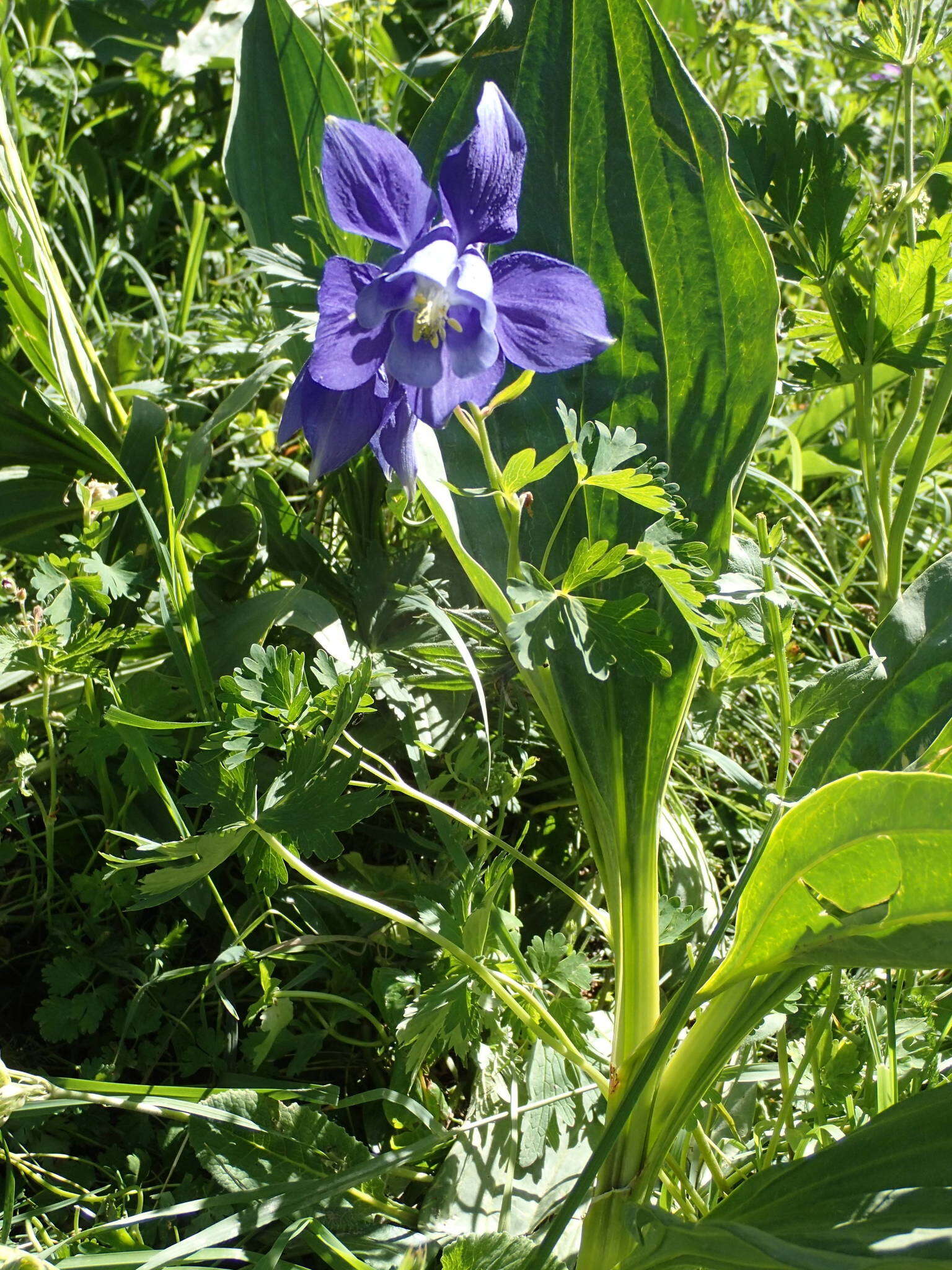 Aquilegia alpina L. resmi