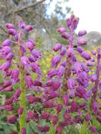 Image of Lachenalia pallida Aiton