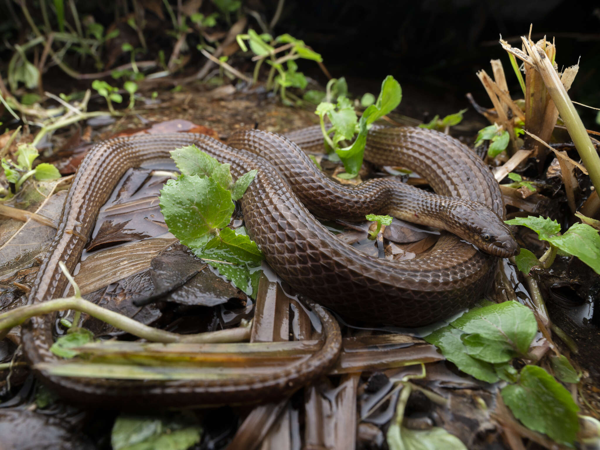 Plancia ëd Opisthotropis kuatunensis Pope 1928