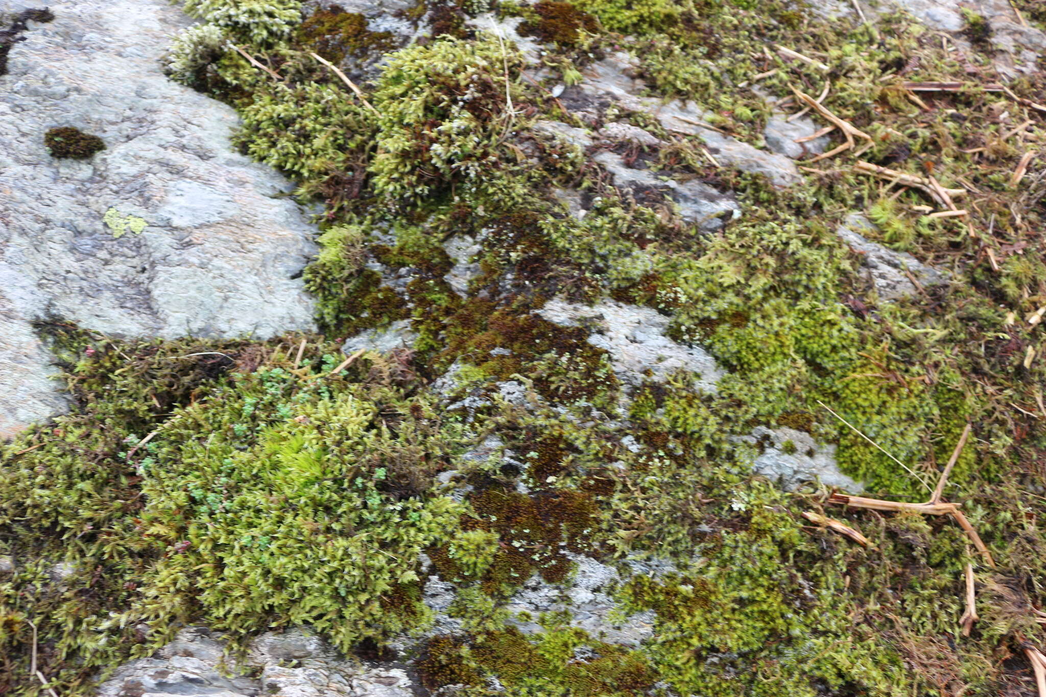 Image of Roth's andreaea moss