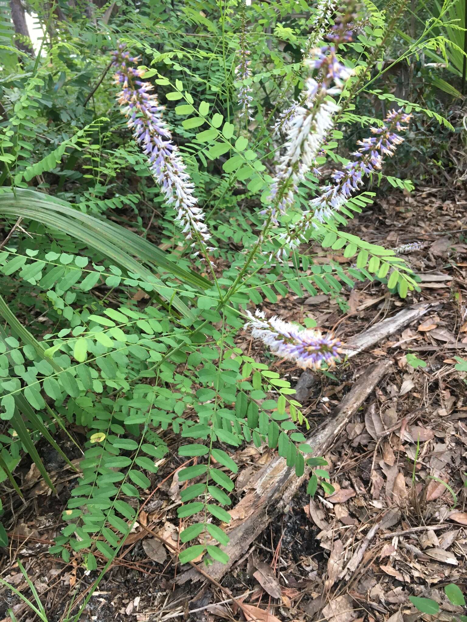 Image of Cluster-Spike Indigo-Bush