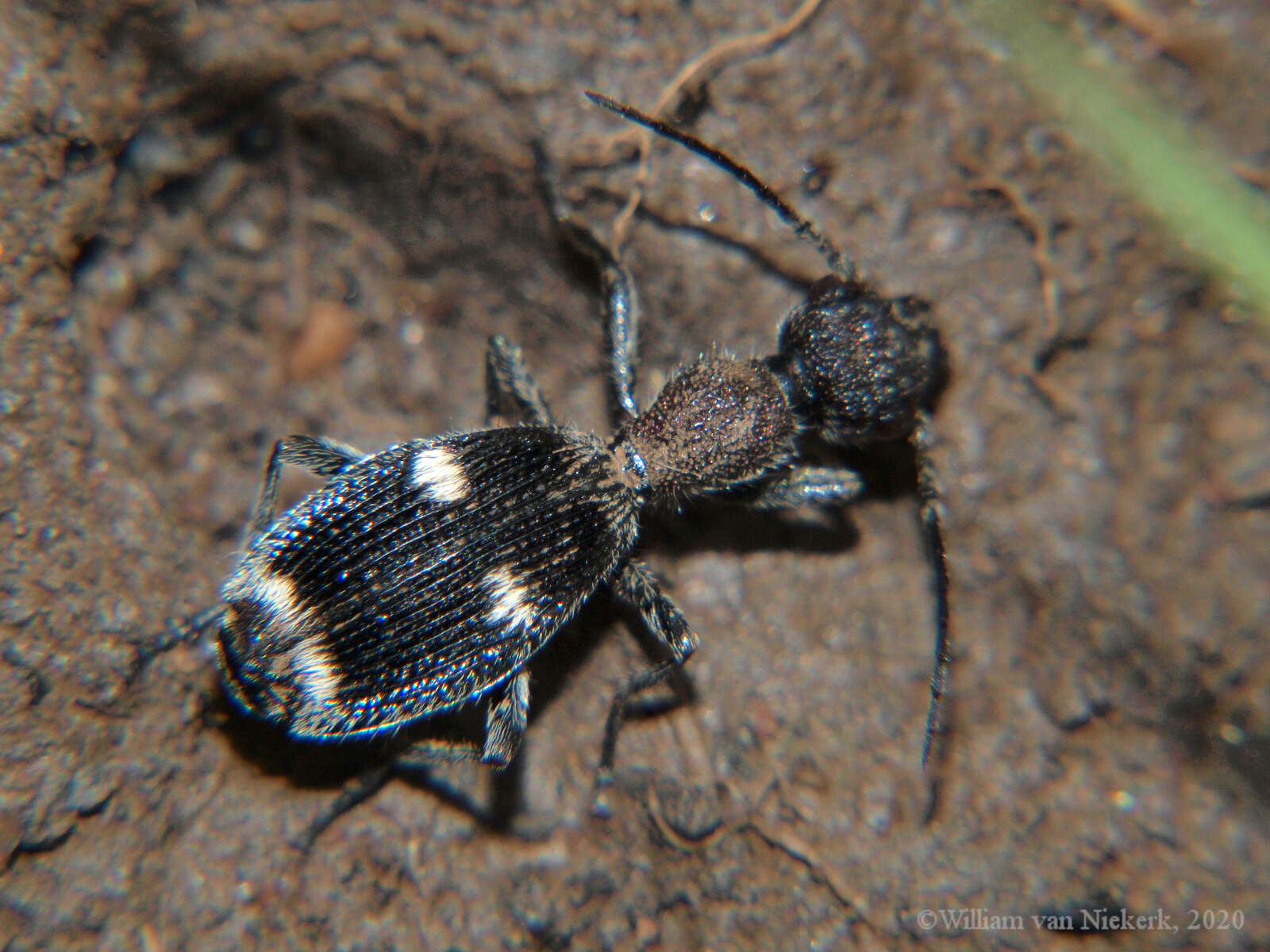 Image of Eccoptoptera cupricollis Chaudoir 1878