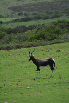 Image of Blesbok