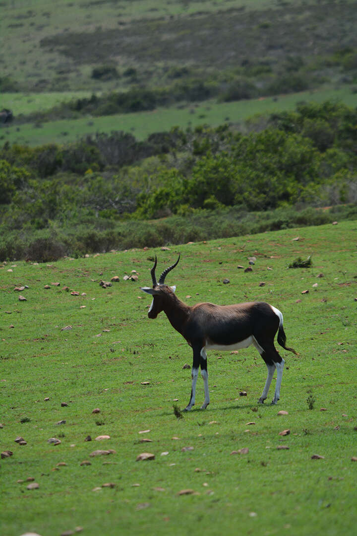 Image of Blesbok