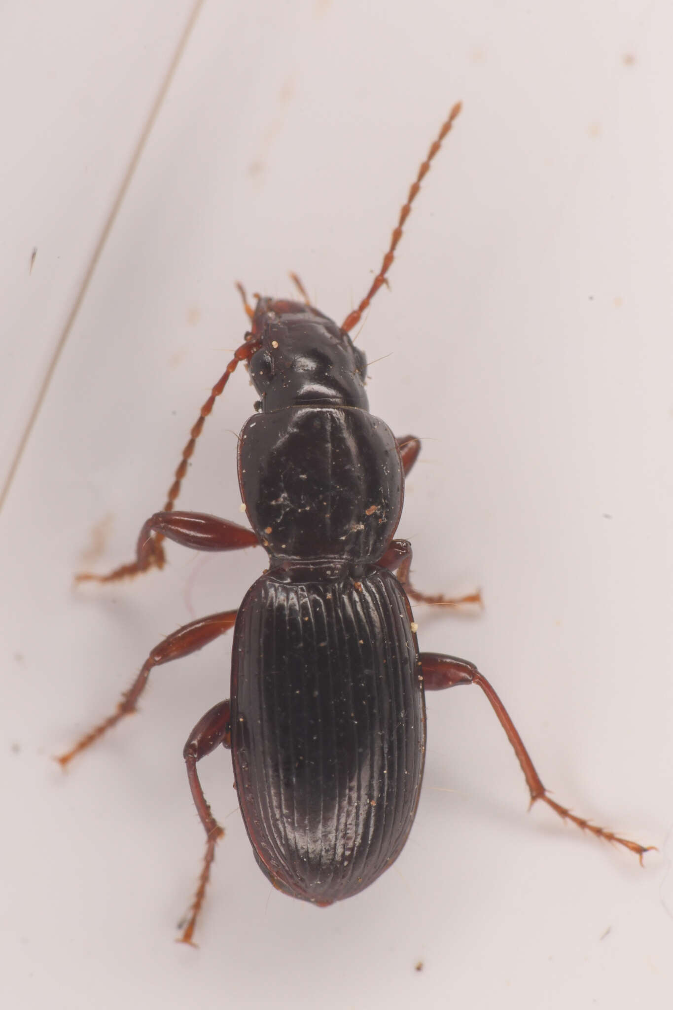 Image of Pterostichus (Leptoferonia) pumilus Casey 1913