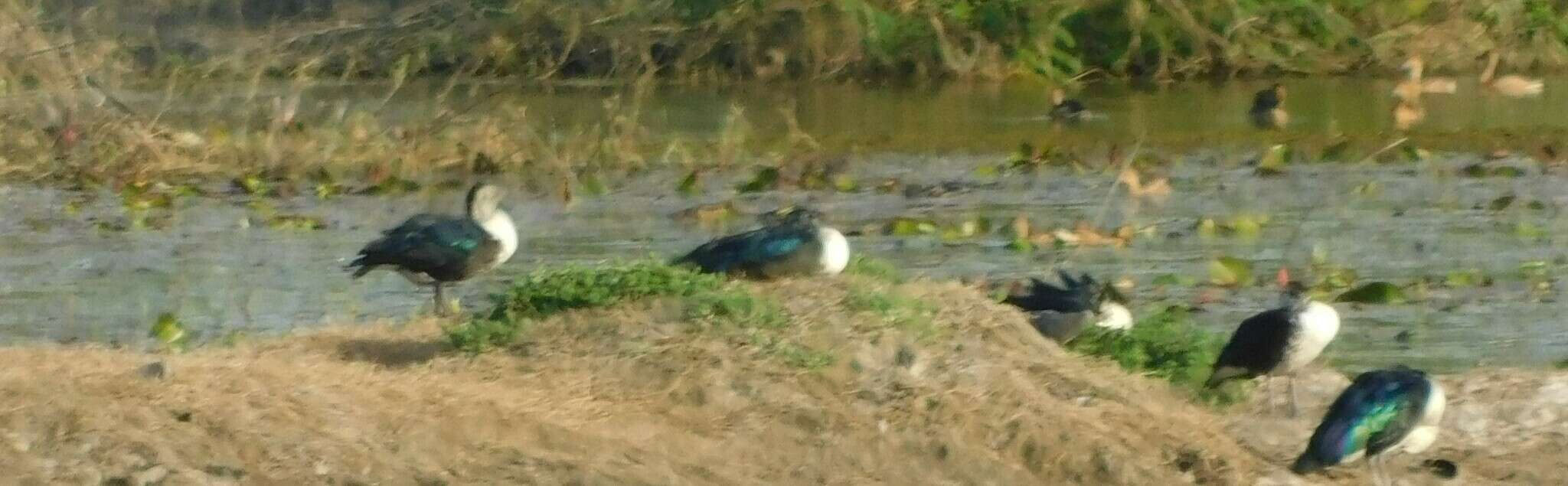 Image de Canard sylvicole