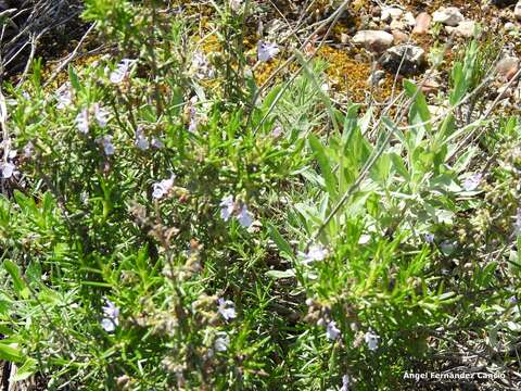 Imagem de Salvia officinalis subsp. lavandulifolia (Vahl) Gams