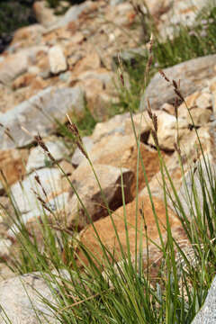 Sivun Carex congdonii L. H. Bailey kuva