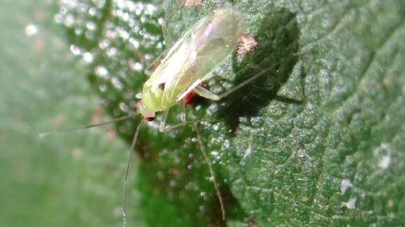 Image of Paraproba crotonica Carvalho 1987