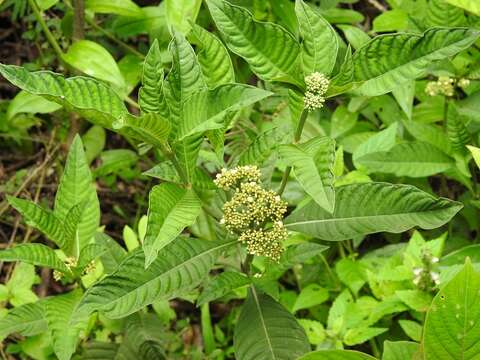 صورة Psychotria tenuifolia Sw.