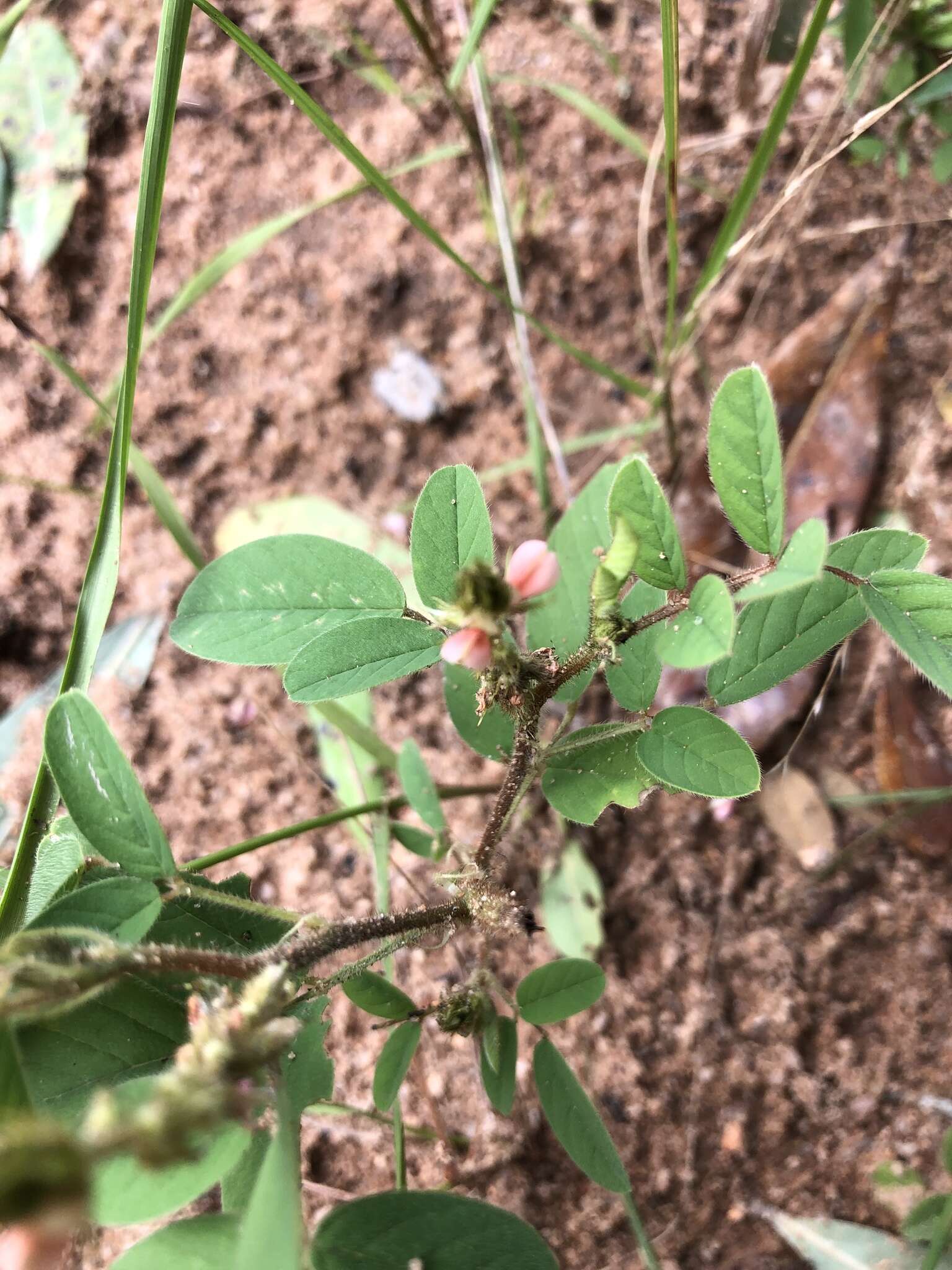 Indigofera astragalina DC.的圖片