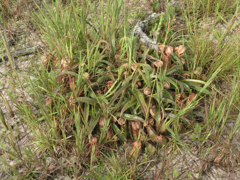 Image of Nepenthes smilesii Hemsl.