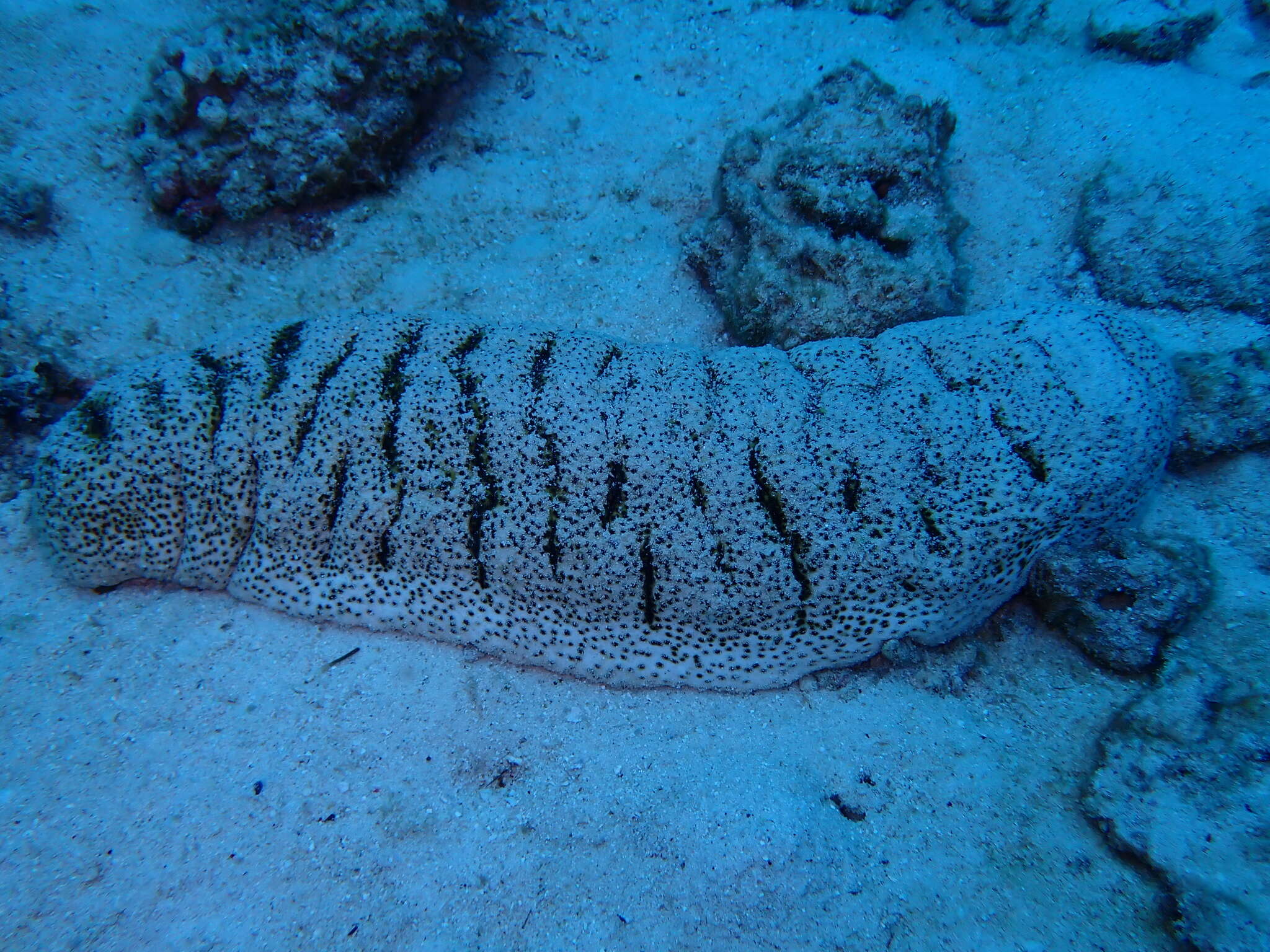 Image of Elephant Trunkfish