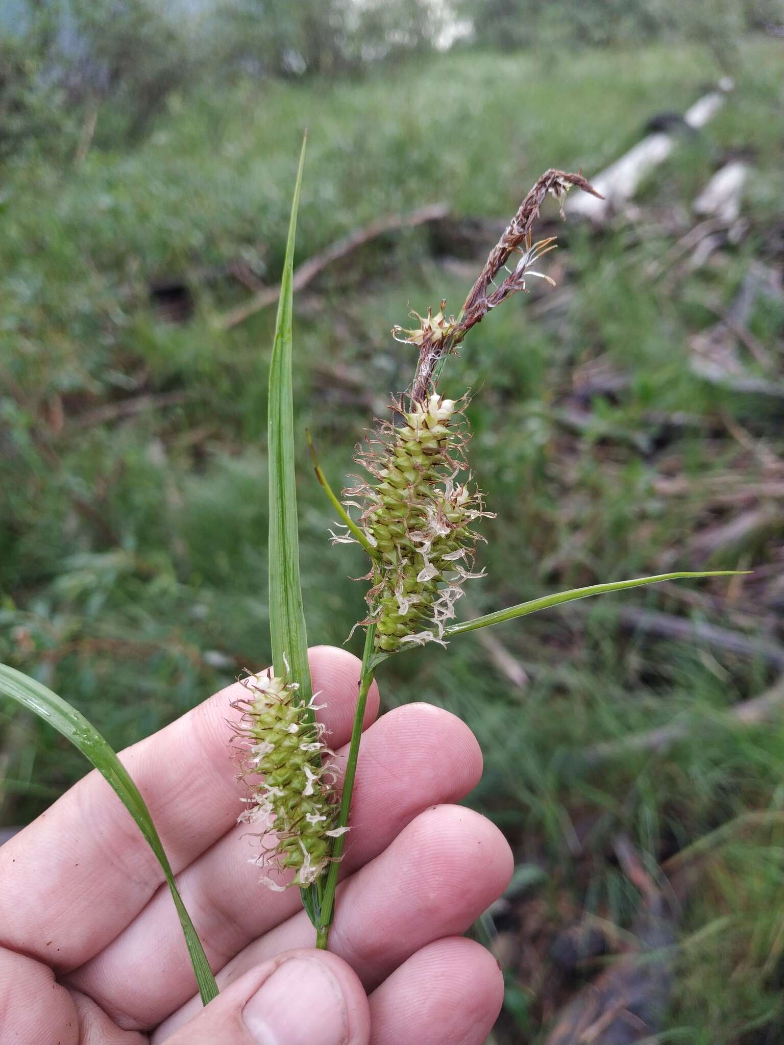 Image of Carex mollissima Christ ex Scheutz