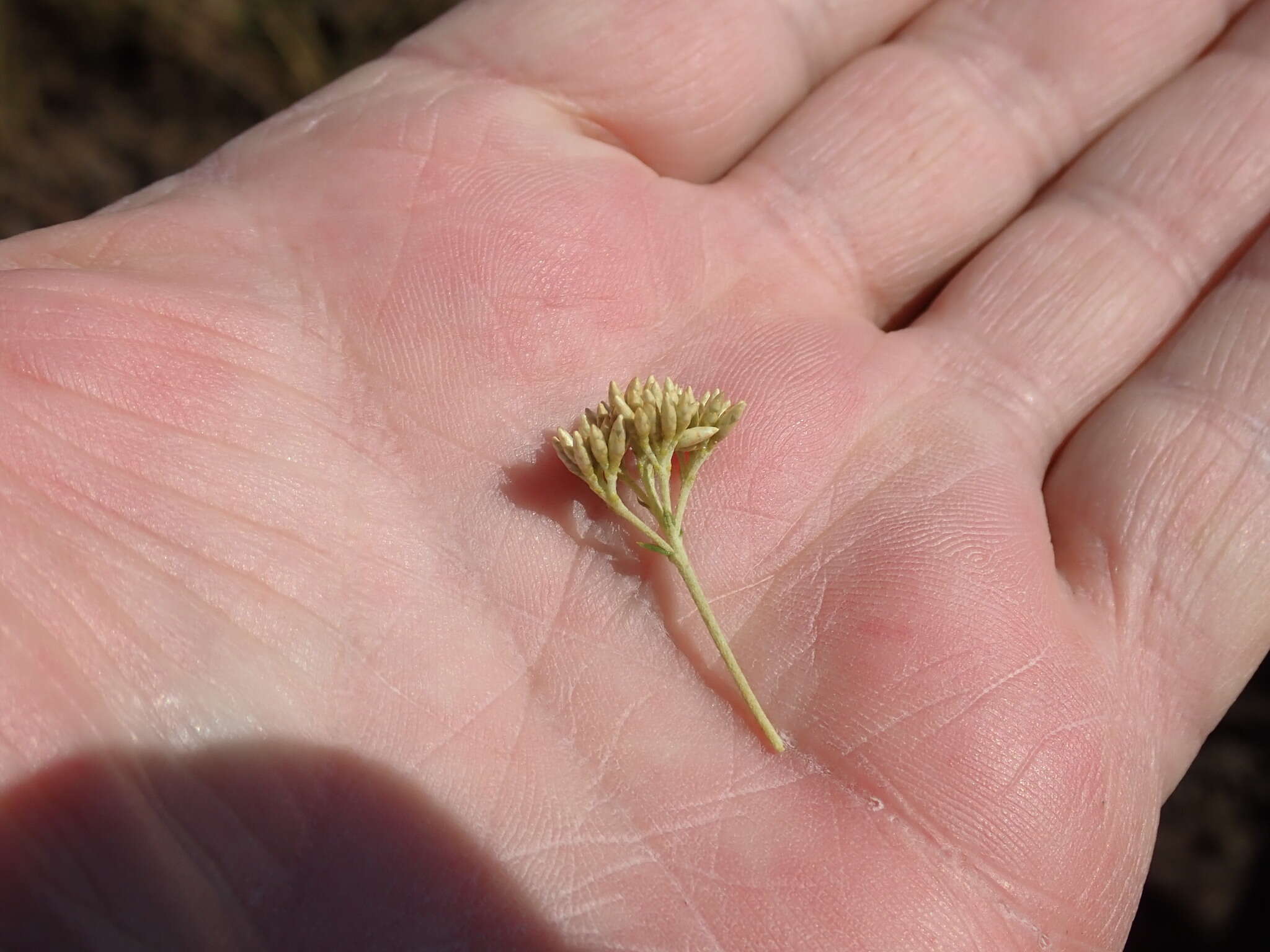 Image of Curry bush