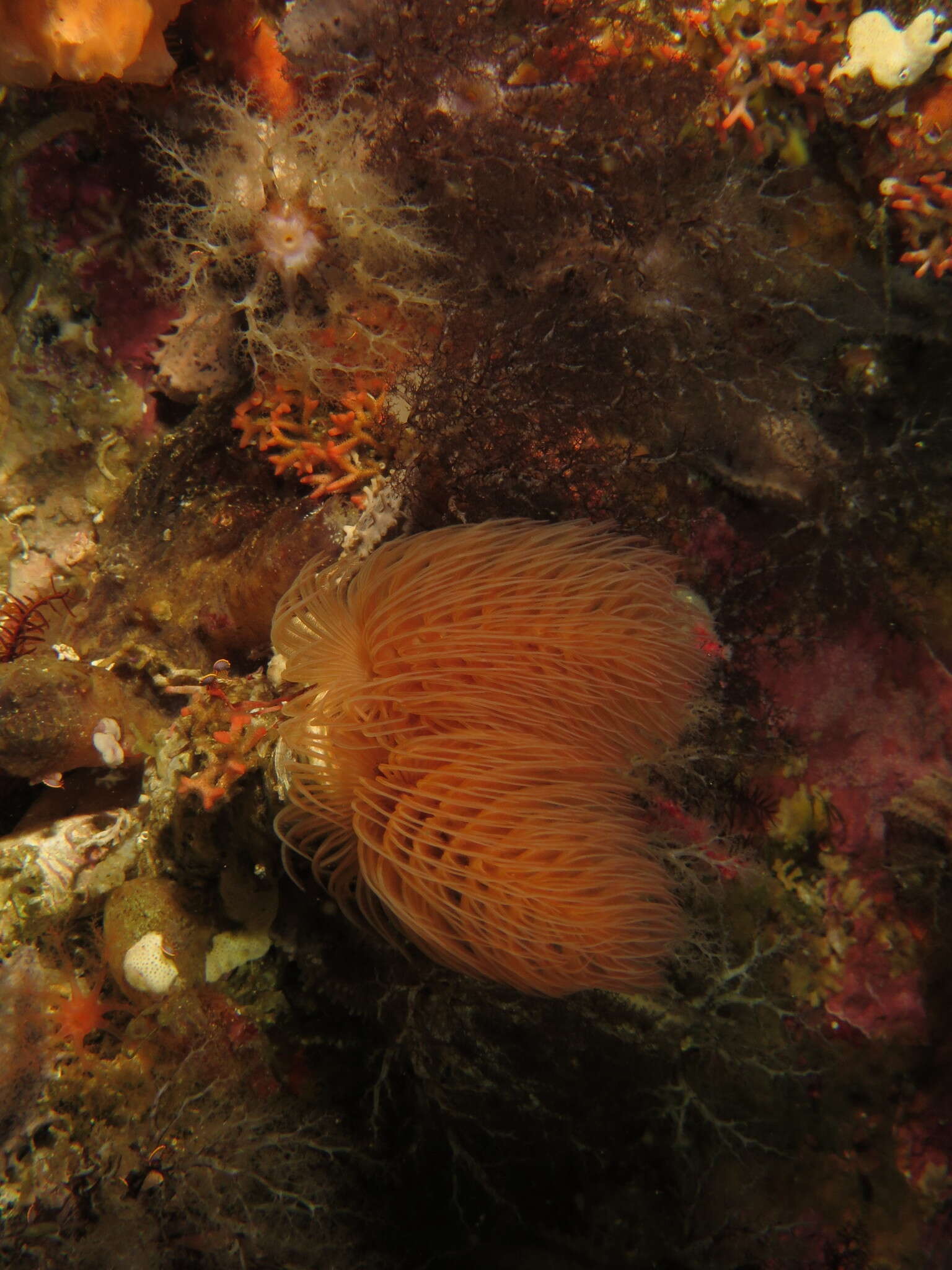 Image of hard tube coco worm