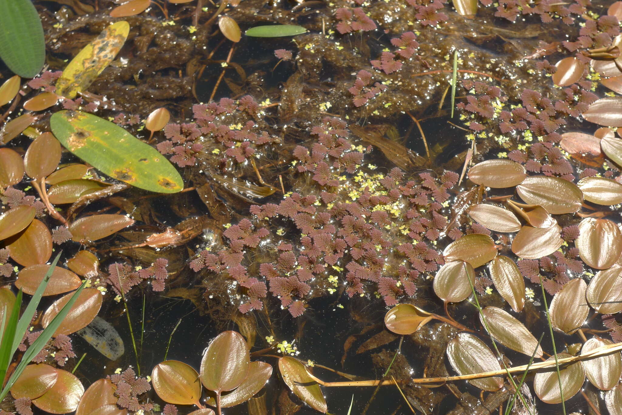 Image of feathered mosquitofern