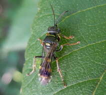 Image of Lestiphorus bicinctus (Rossi 1794)