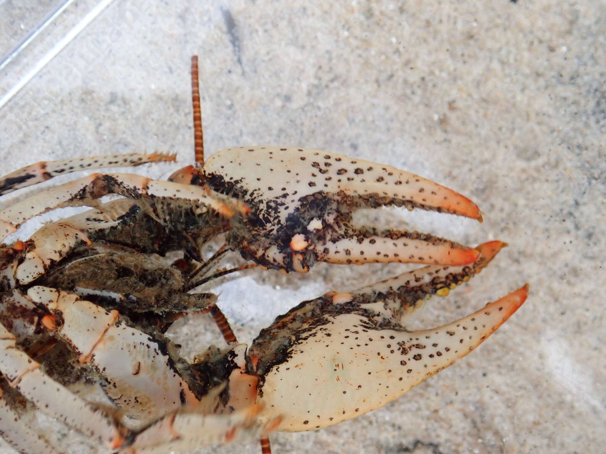 Image of Chattahoochee Crayfish