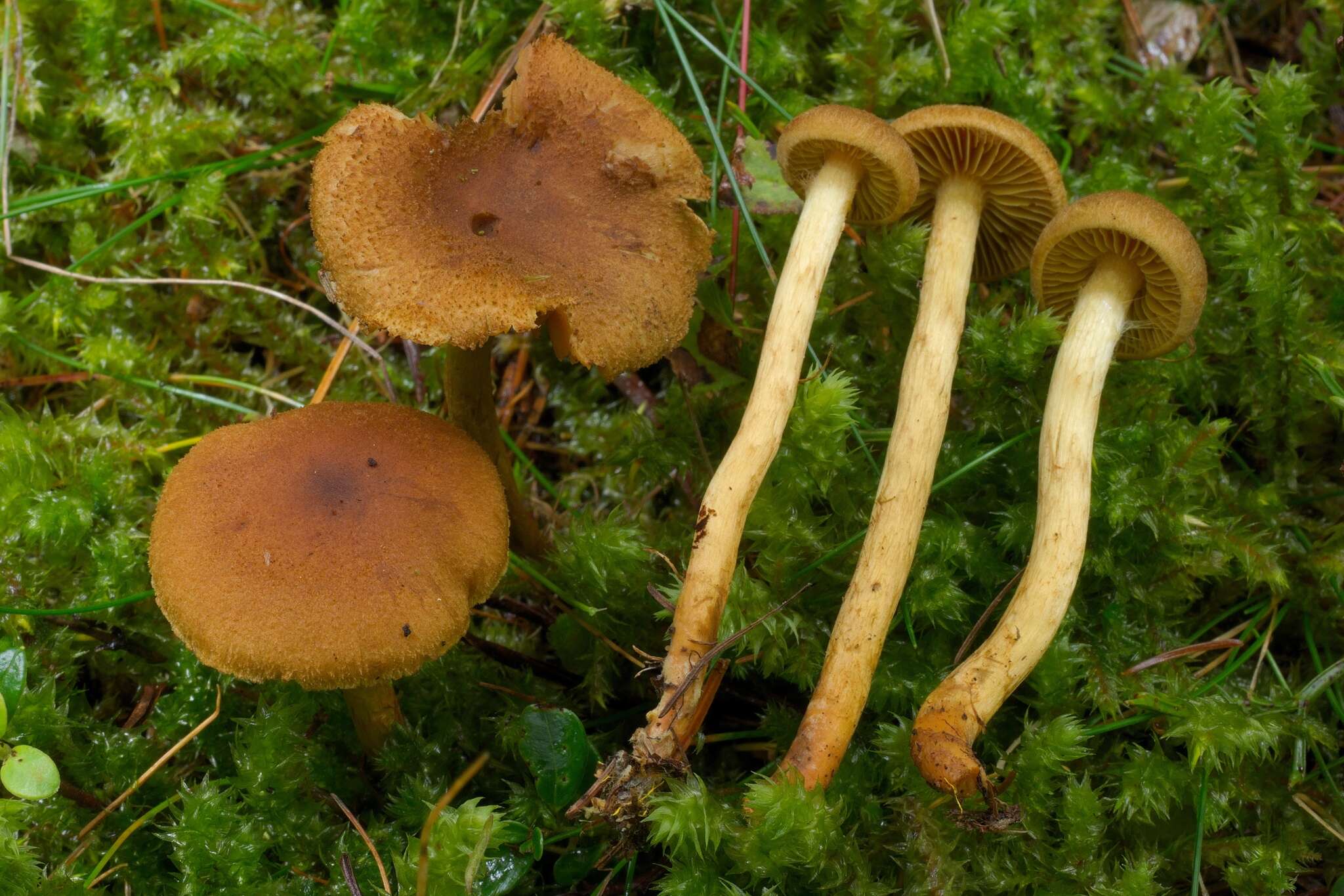 Image of Cortinarius bataillei (J. Favre ex M. M. Moser) Høil. 1984