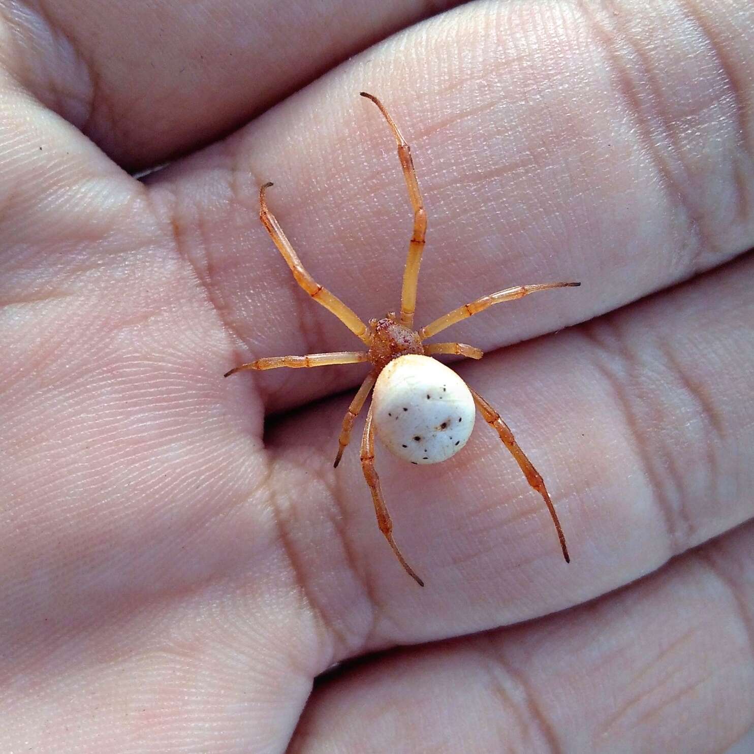 Plancia ëd Latrodectus pallidus O. Pickard-Cambridge 1872