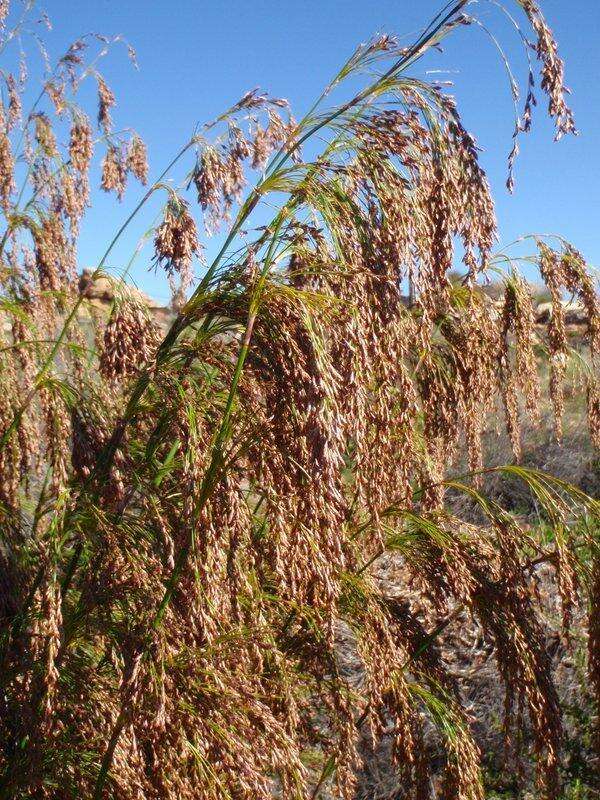 Image of Rhodocoma capensis Nees ex Steud.