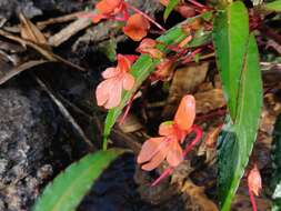 Image of Impatiens verticillata Wight