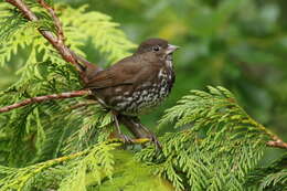 Image of Passerella iliaca fuliginosa Ridgway