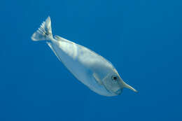 Image of Brown Unicornfish