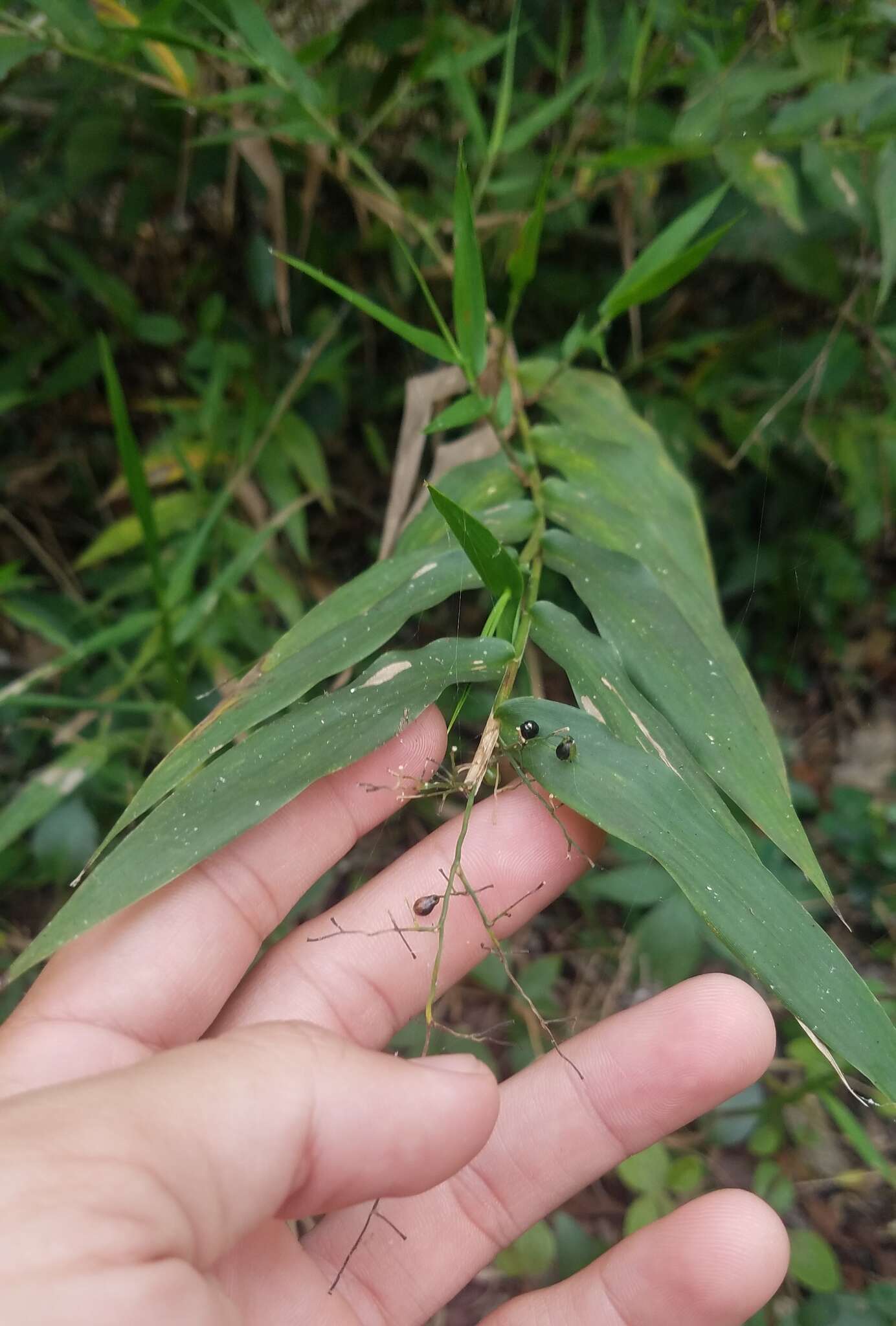 Imagem de Lasiacis divaricata (L.) Hitchc.