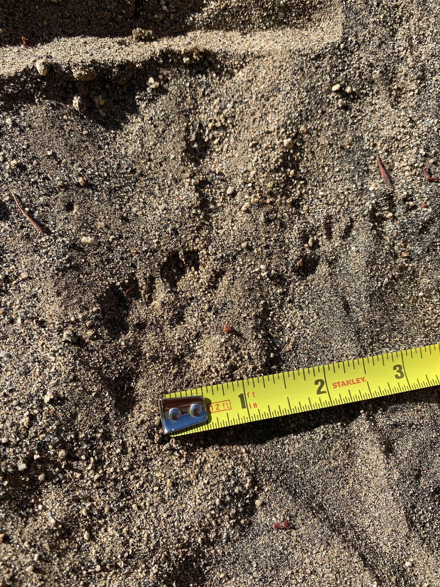 Image of Cabezon kangaroo rat