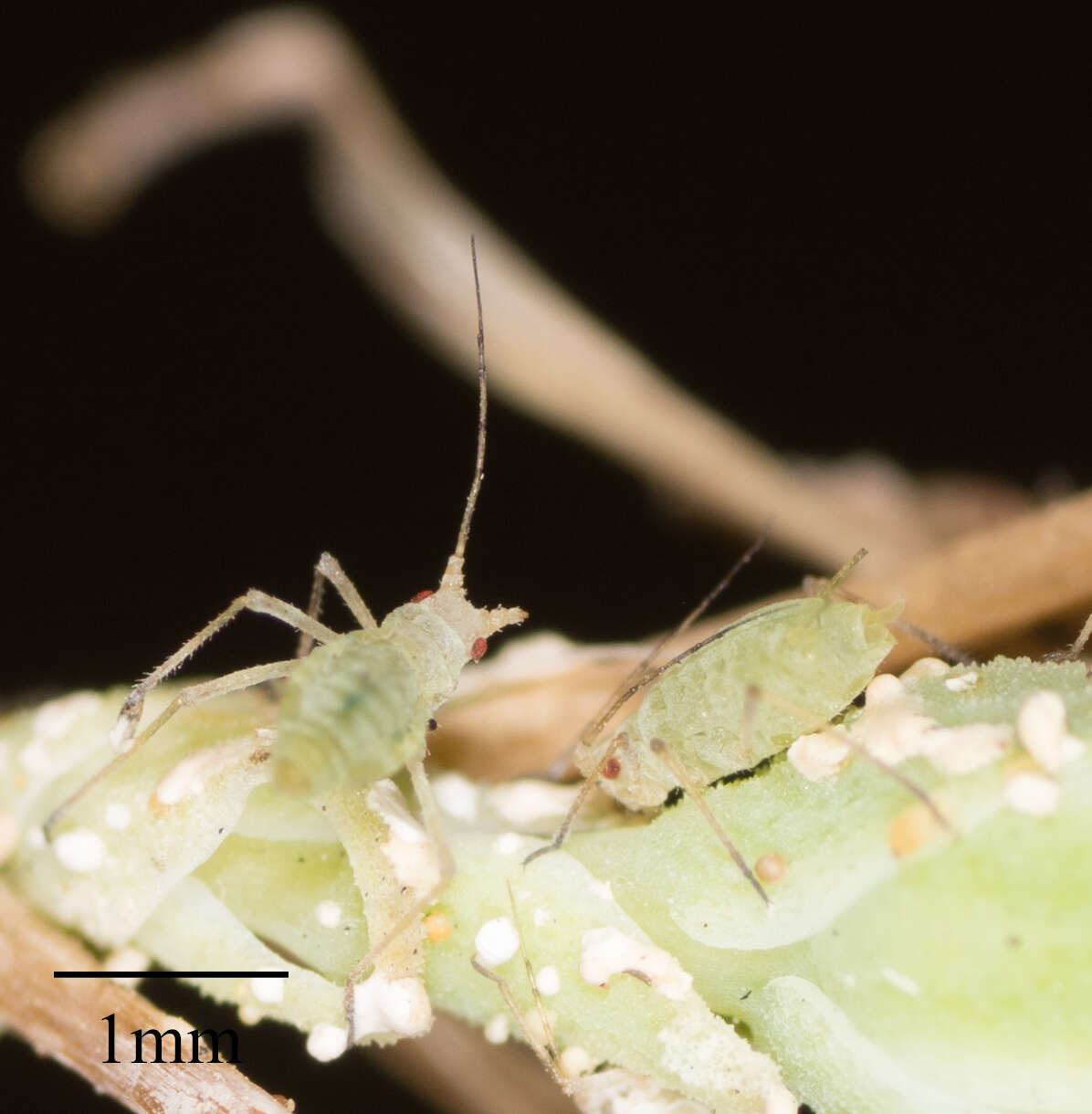 Image of Aphid