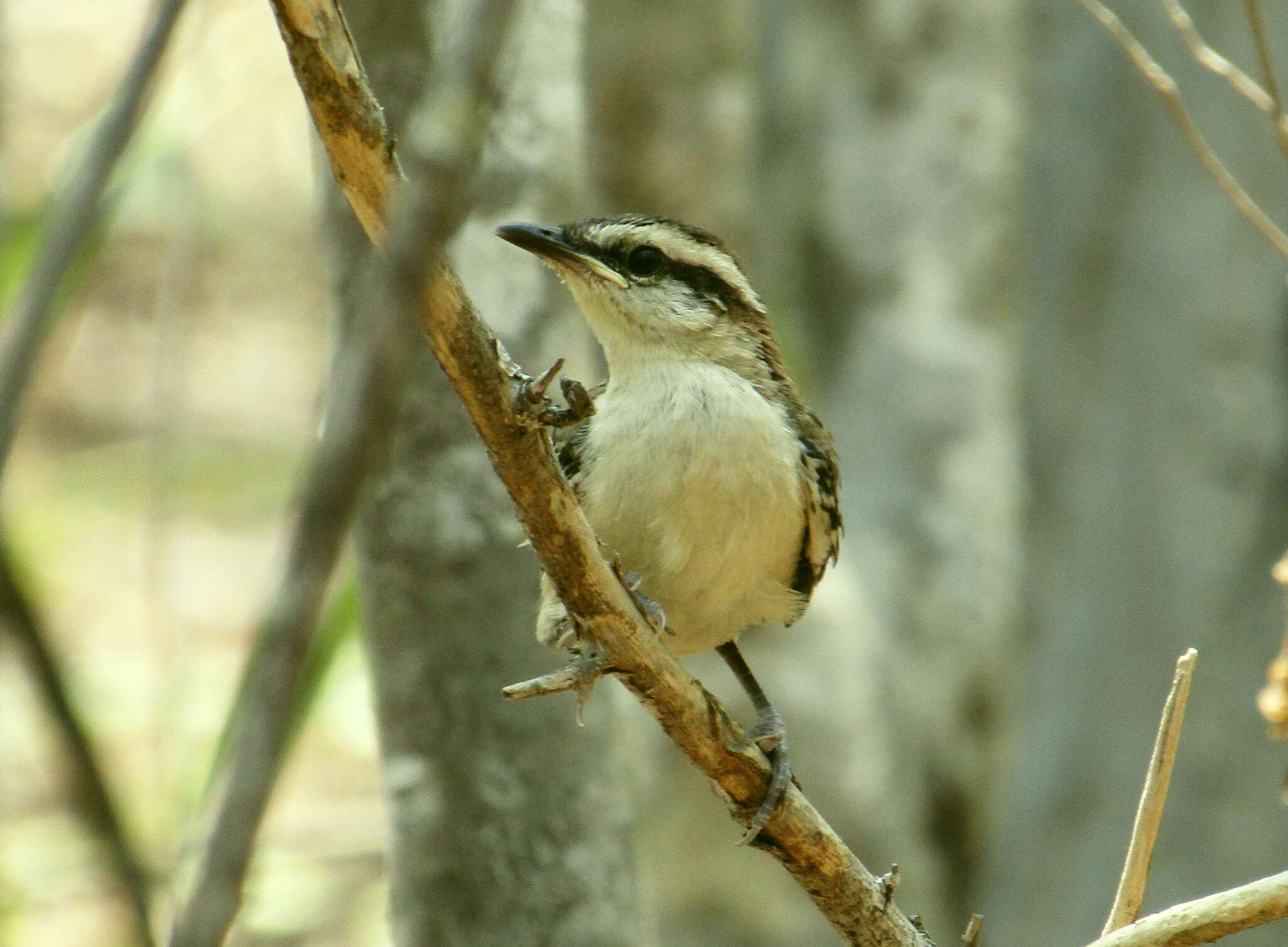 Image of Veracruz Wren