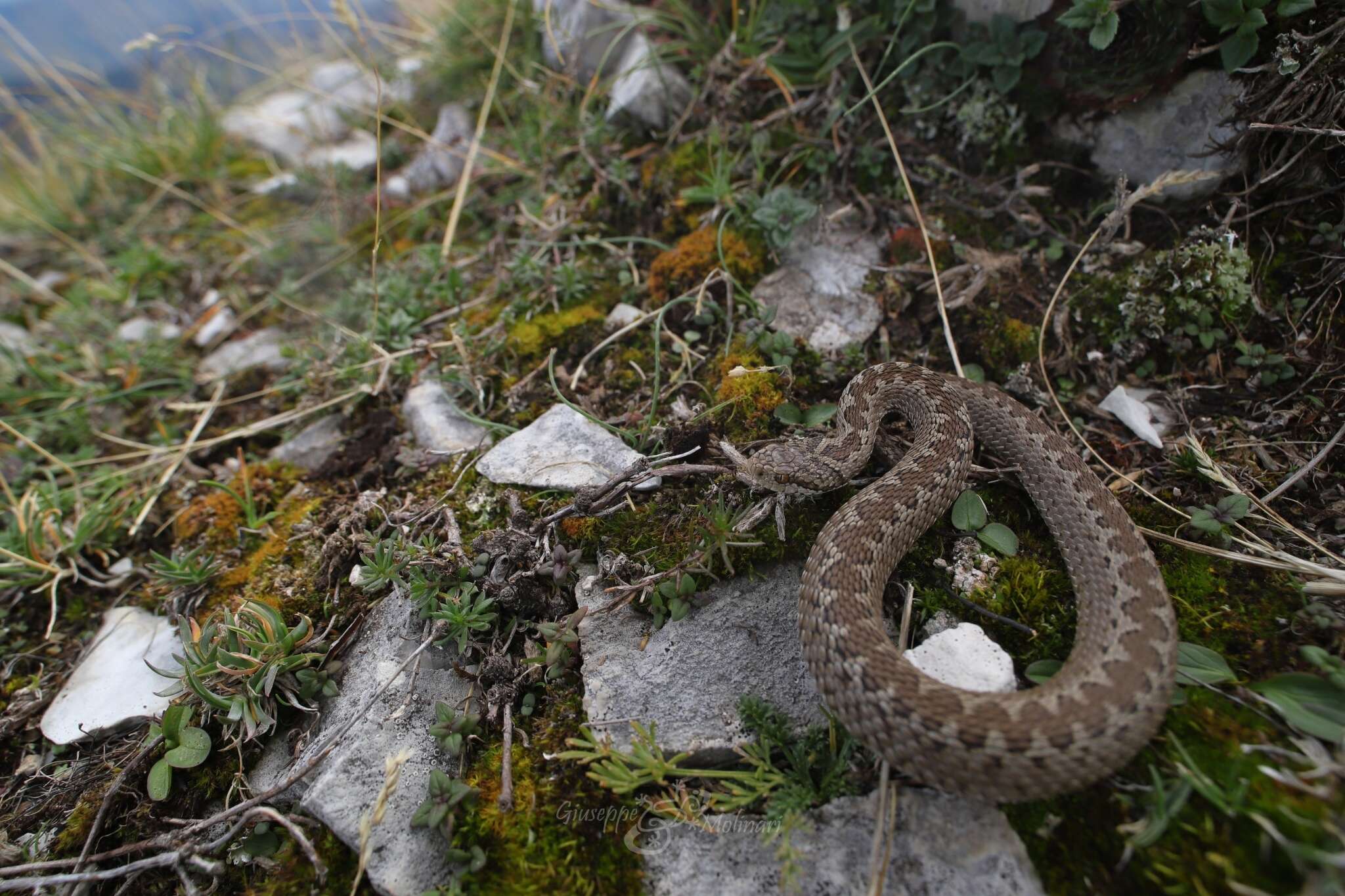 Plancia ëd Vipera ursinii ursinii (Bonaparte 1835)