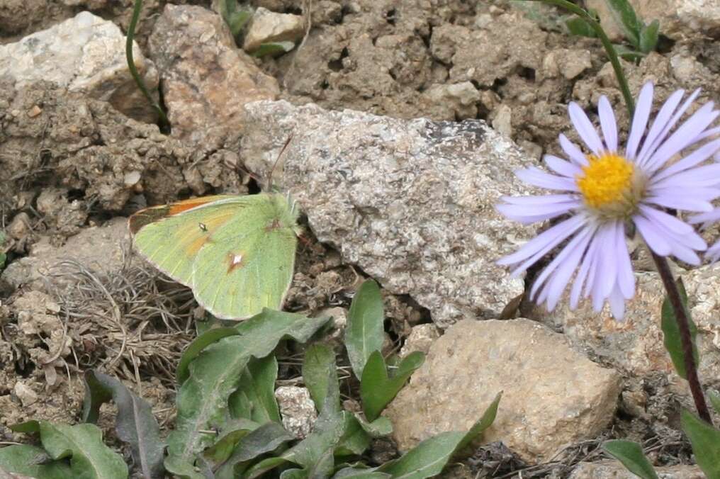 Image of Colias eogene Felder & Felder 1865