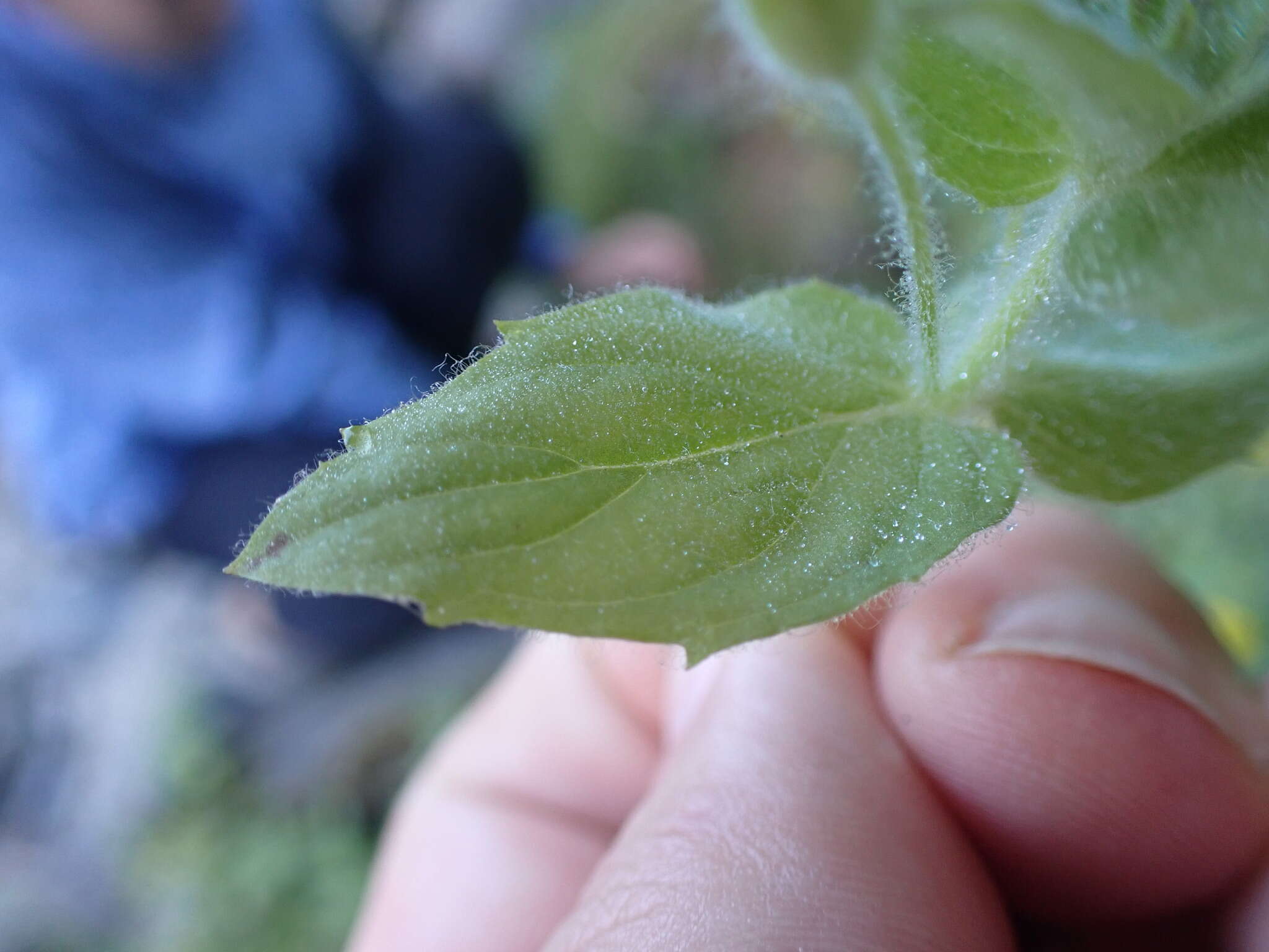 Image of muskflower