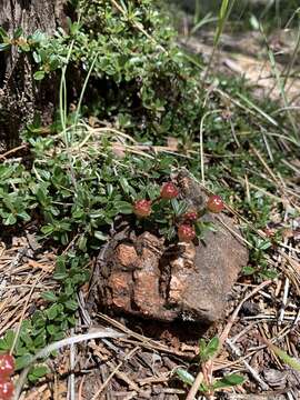 Image of dwarf ceanothus