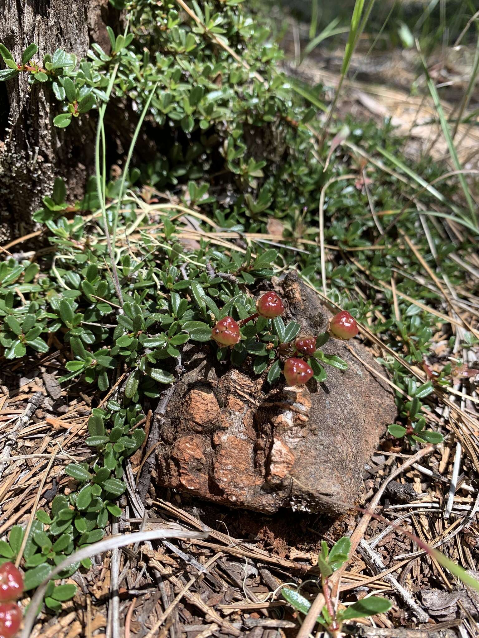 Image of dwarf ceanothus