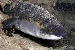 Image of Speckled longfin eel