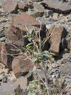 Image of Chrozophora oblongifolia (Delile) A. Juss. ex Spreng.