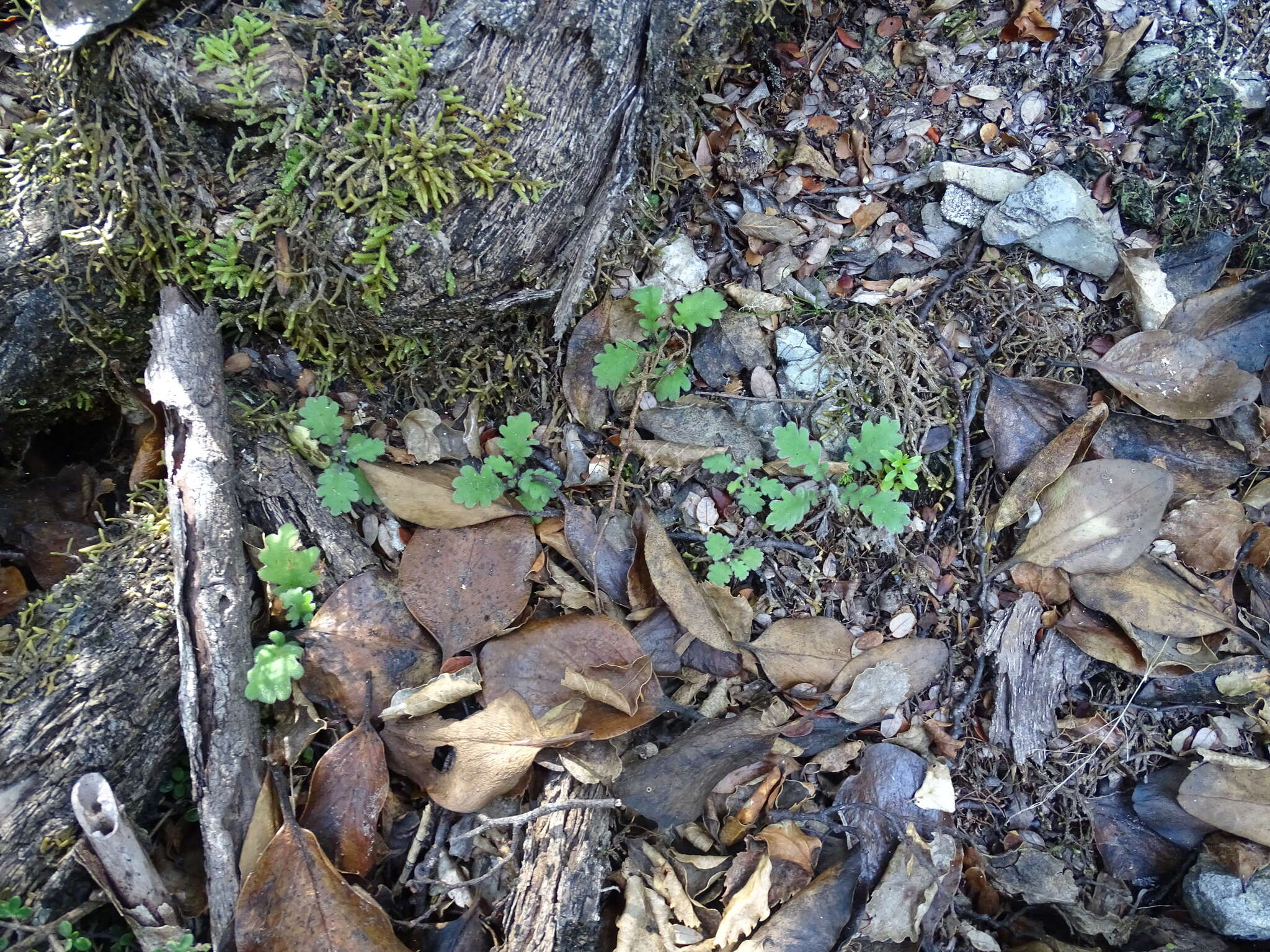 Image of Lagenophora pinnatifida Hook. fil.