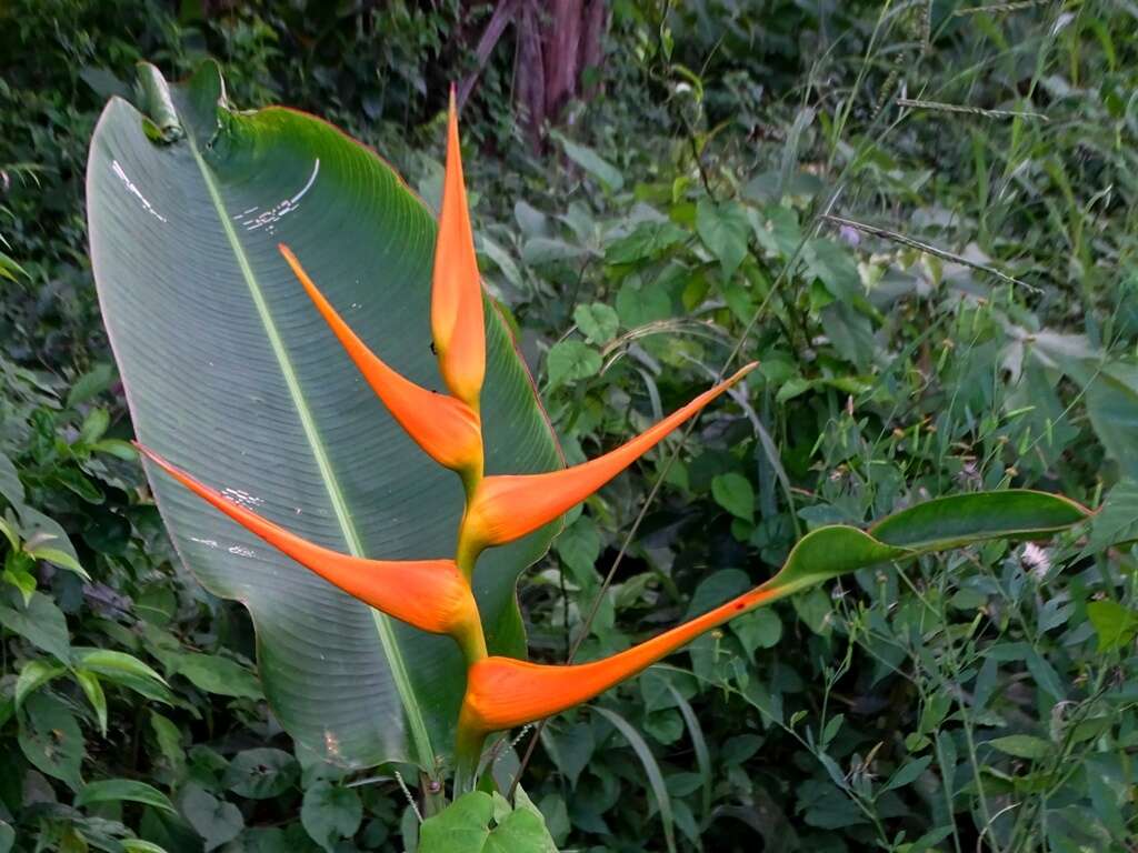 صورة Heliconia latispatha Benth.