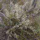 Image of Leptomeria pauciflora R. Br.