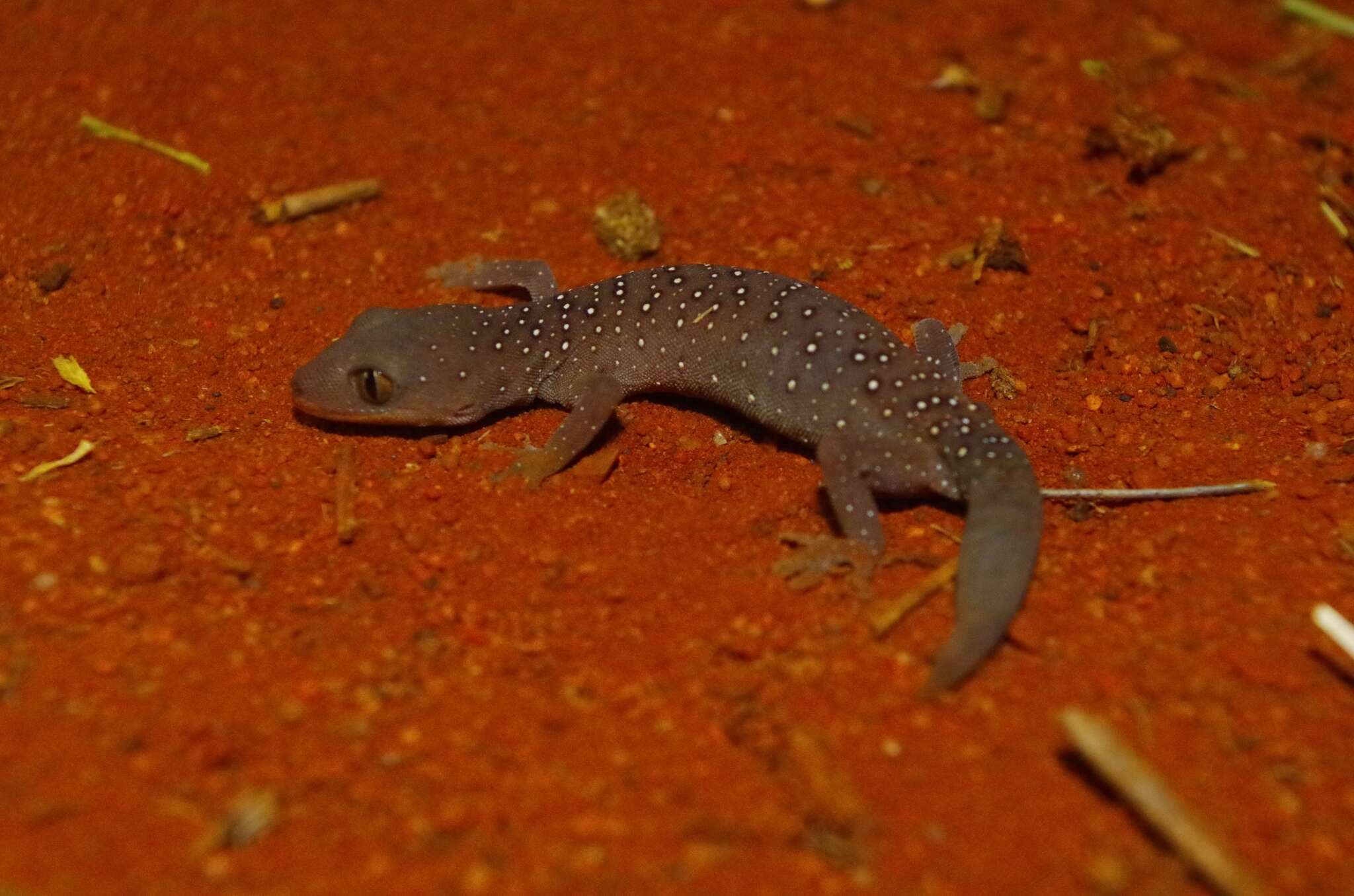 Слика од Strophurus elderi (Stirling & Zietz 1893)