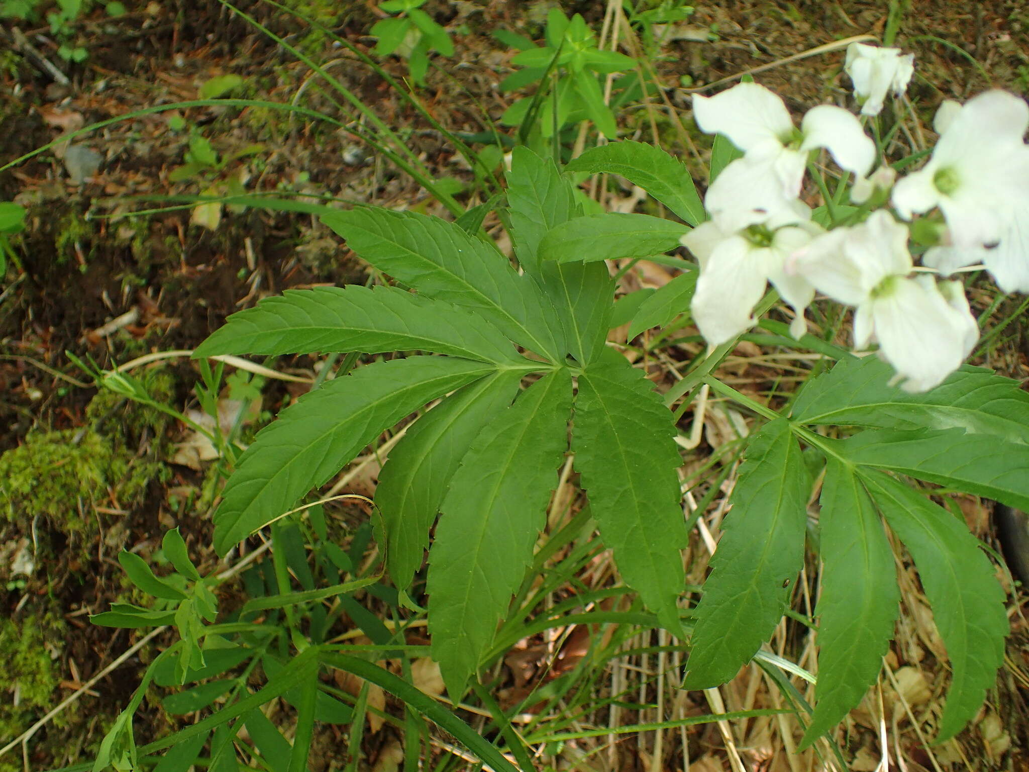 Image of Pinnate Coralroot